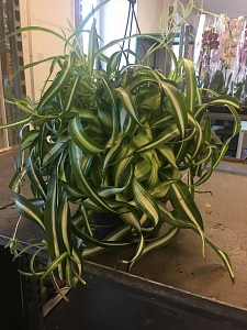 Плант микс подвесной