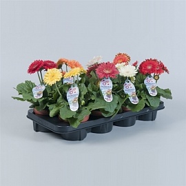 Гербера Дурора