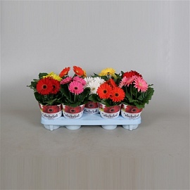 Гербера Микс