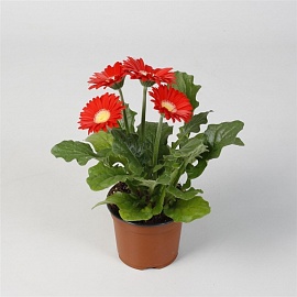 Гербера Джеймсона