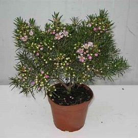 Хамелациум